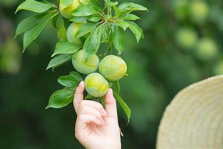 李子树保花保果打什么药最好