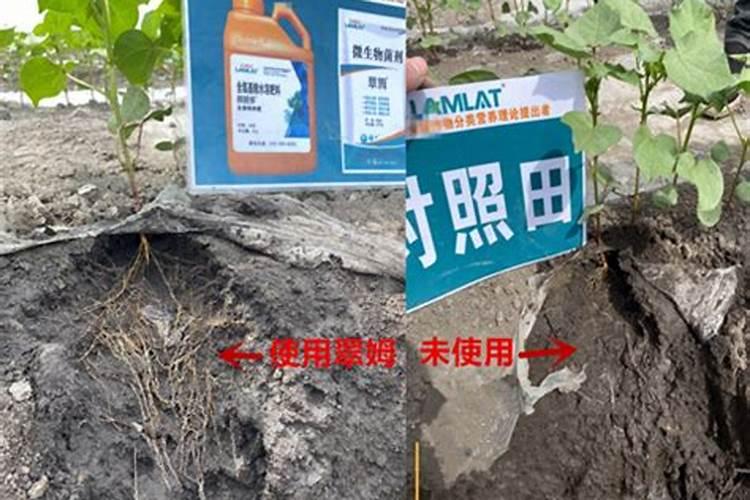 棉花戴帽出土喷什么叶面肥好？