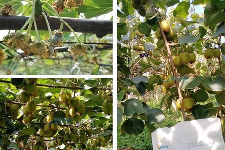 扦插苗什么时候生苗 扦插的苗多久生根