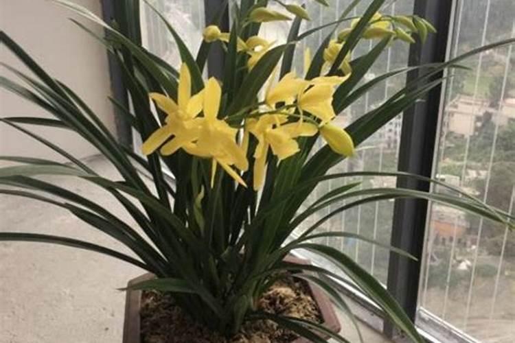 兰花浇什么肥料合适