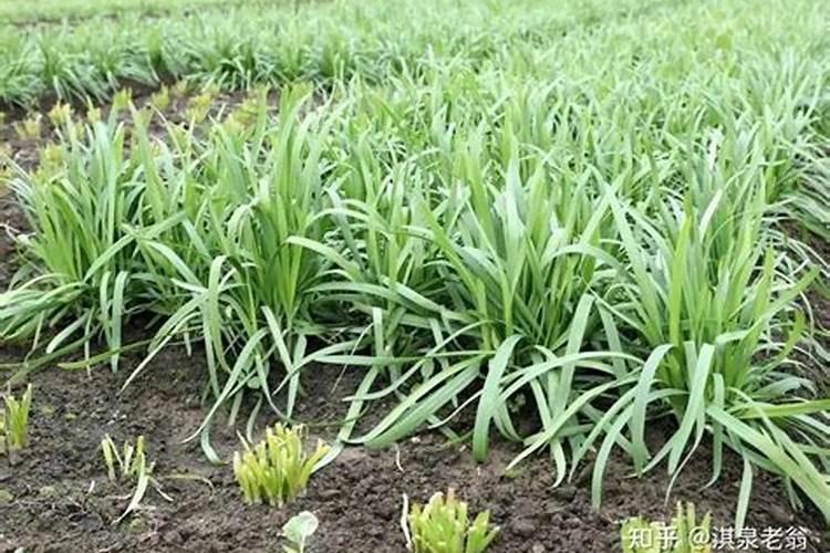 绿化一亩造价多少