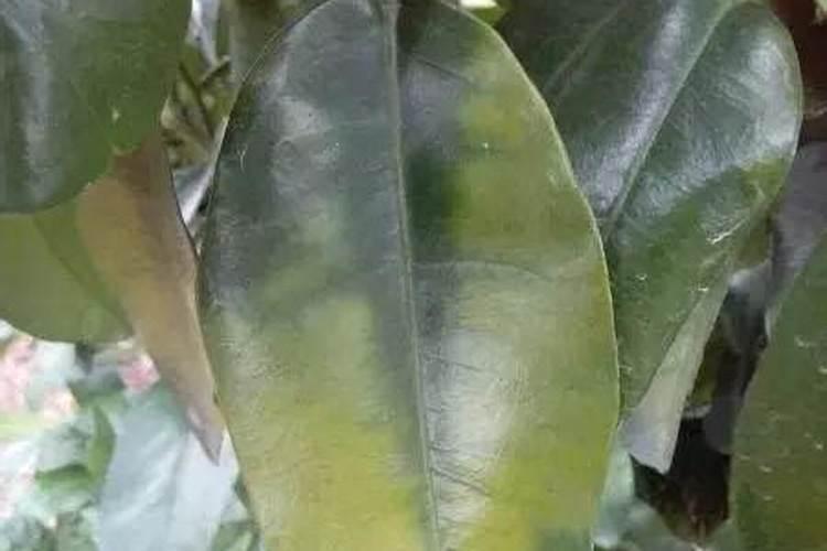 家种红薯藤种植方法 红薯藤怎么种植