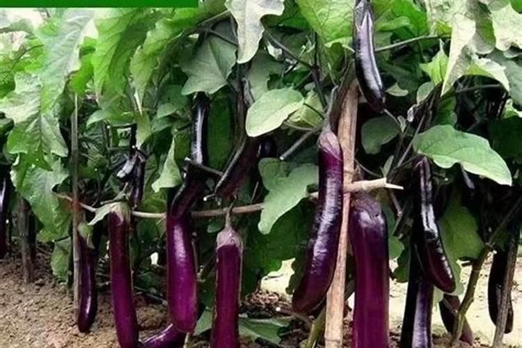 茄子什么时候施肥,茄子施肥技术