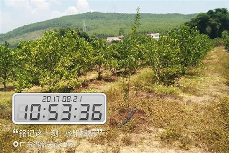 柑橘果实开裂是什么原因