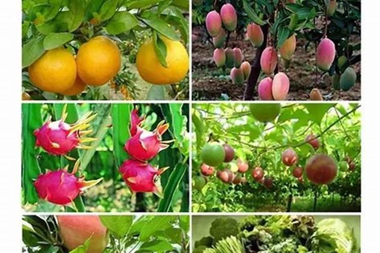 大豆叶片发黄打芸苔素