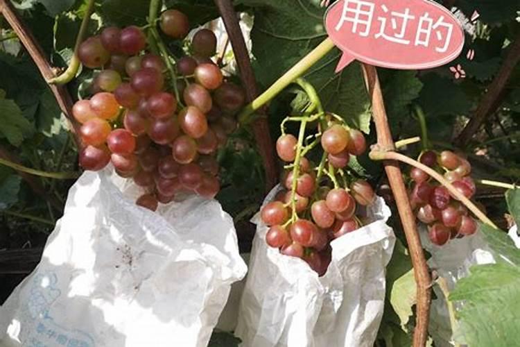 葡萄上怎么用芸苔素