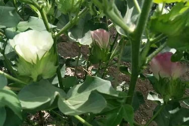 棉花怎么使用叶面肥 棉花施肥方法介绍