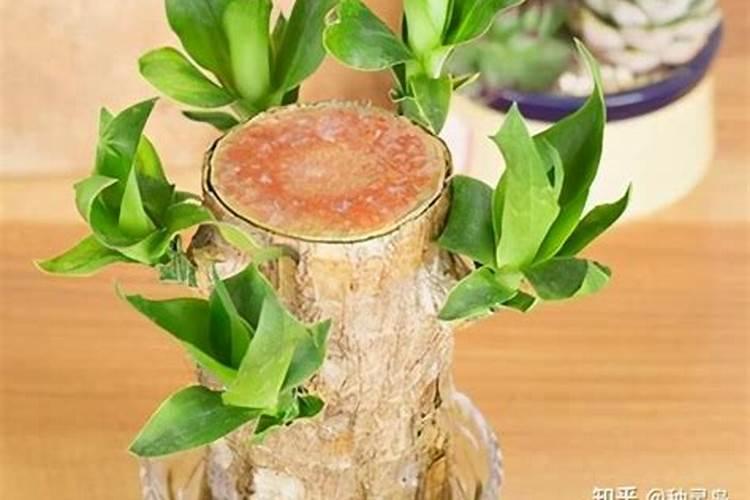 硫酸钾复合肥十大名牌