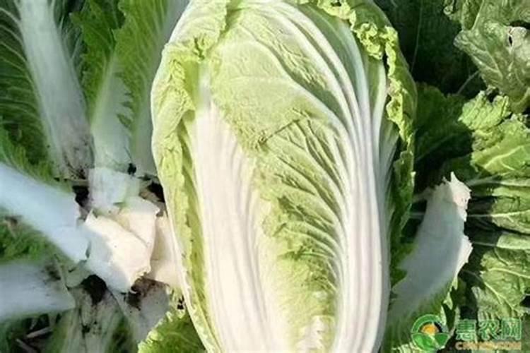 种菜什么时候施肥