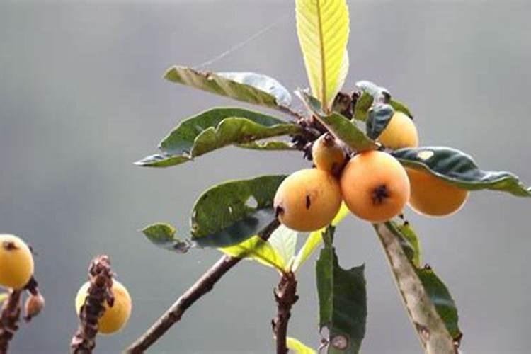 枇杷结果期怎么管理？枇杷花期不坐果用什么肥？