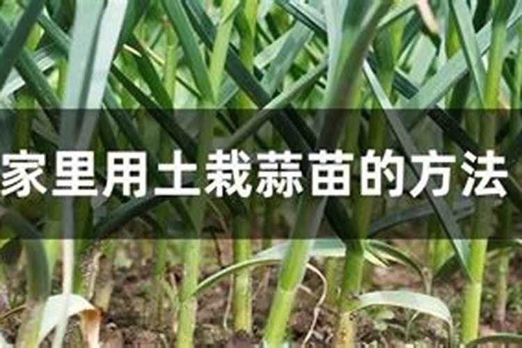 大蒜春季田间管理