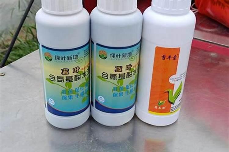 白茶的茶树品种有什么 白茶的茶树品种有哪些