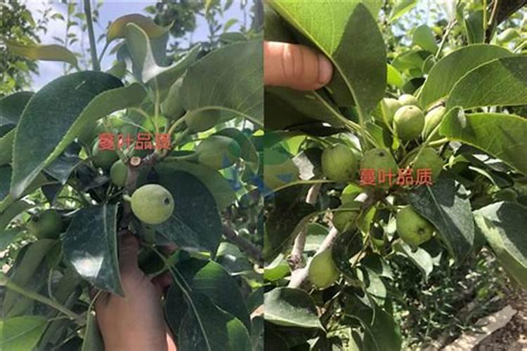 梨树春季施肥用什么肥料