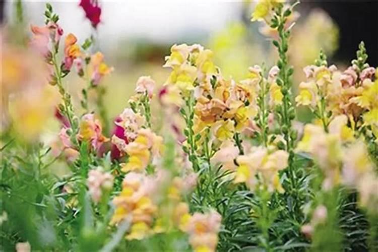 龙爪花养殖方法