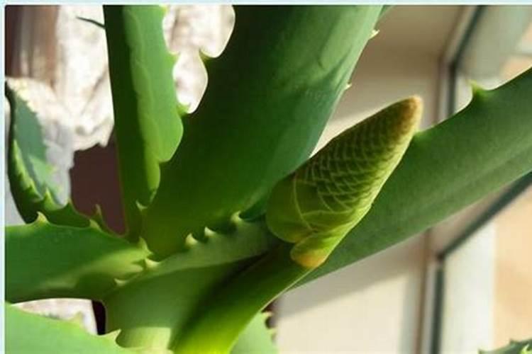 龙爪花养殖方法