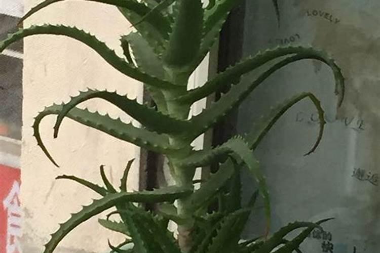龙爪花怎么养