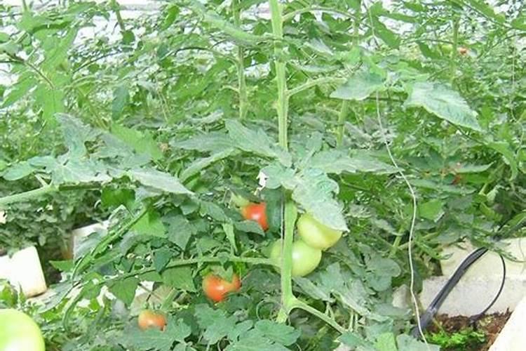 番茄施什么肥料最好