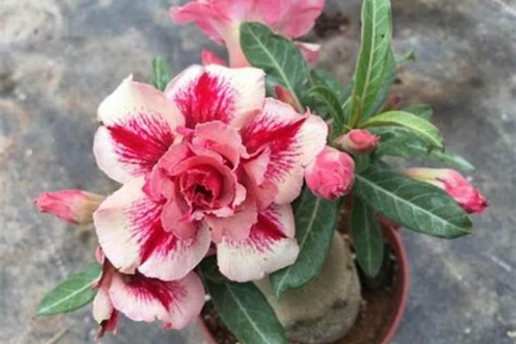 沙漠玫瑰怎么施肥浇水