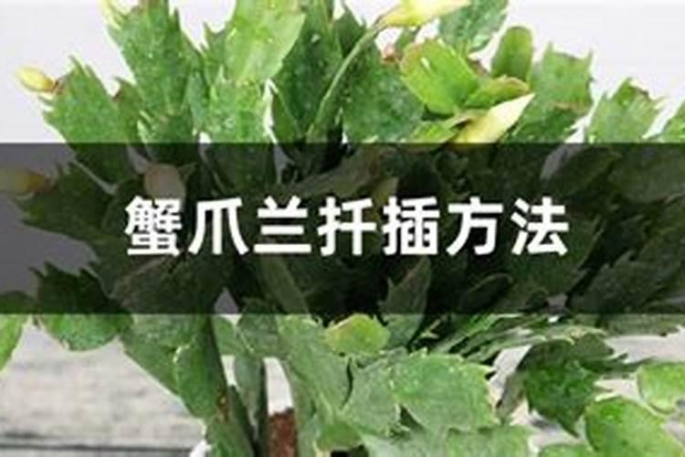蟹爪兰用什么叶面肥？
