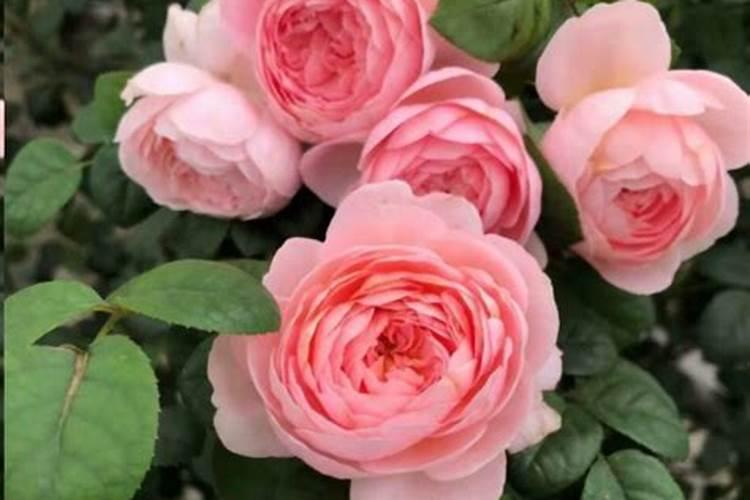 月季花多久施肥一次