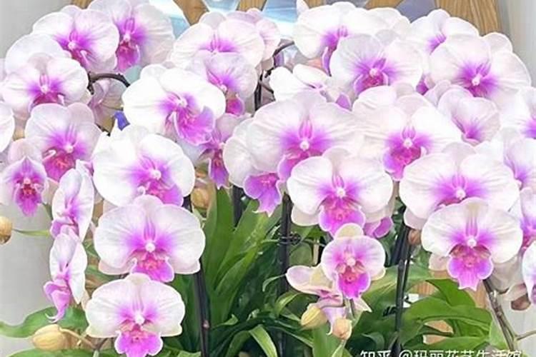 蝴蝶兰施什么肥最好