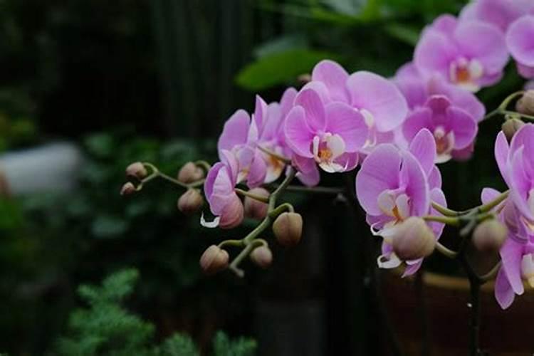 蝴蝶兰开花之前施什么肥