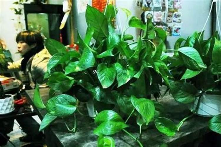 水培绿萝用什么肥料