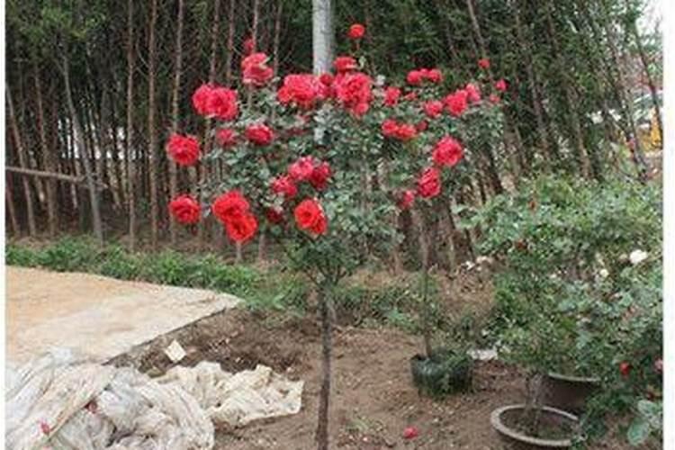 树状月季如何养成