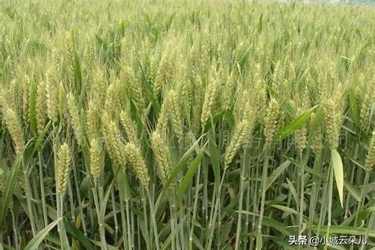 小麦倒伏最忌三种肥料