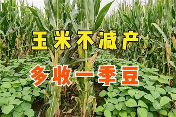 植物缺镁用什么肥料