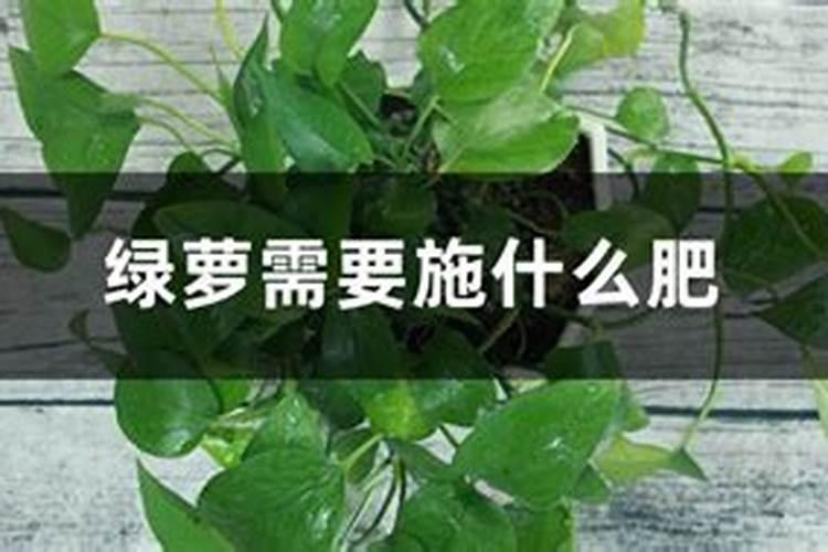 家里养殖的海参三个多月了,海参长的又细又长~想知道这是什么原因,是否...
