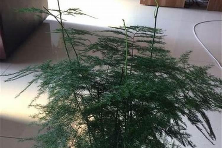 文竹施肥时间,怎样给文竹施肥