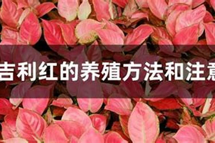 8种养不死的花,栽上就活,再养不好,不适合养花
