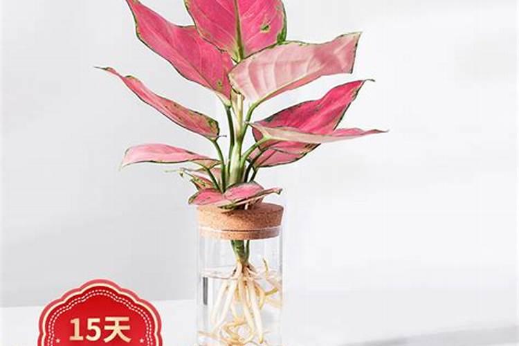 铁树用什么肥料比较好(有关铁树养殖的正确方法)