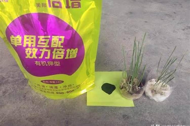 水稻受药害了,能不能解。现在不扎根