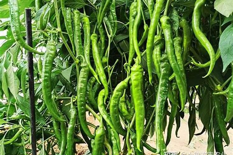 生姜种植需要什么肥料？生姜打什么叶面肥长的快？