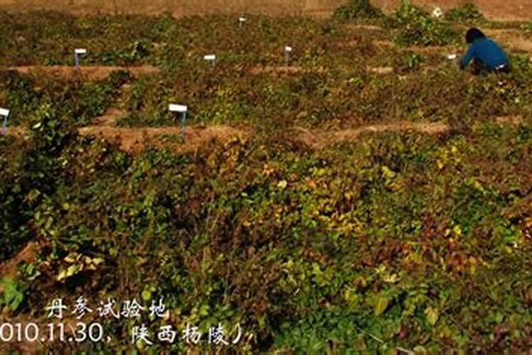腐植酸肥料的使用方法有人知道吗？