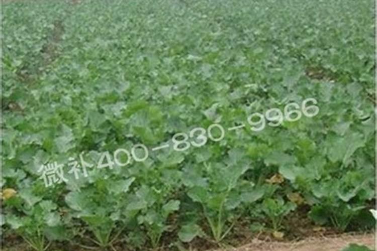 种植油菜用什么肥料好
