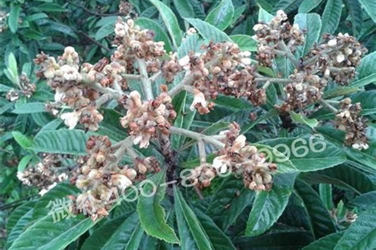 枇杷果树缺素的症状及其调节方法