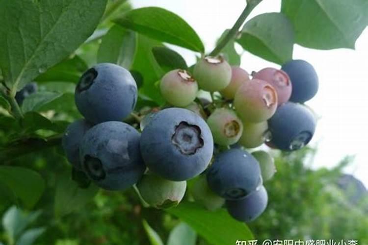 蓝莓果实里的种子能种吗