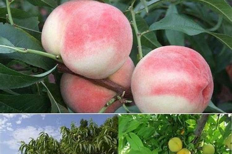 油桃怎么种植？