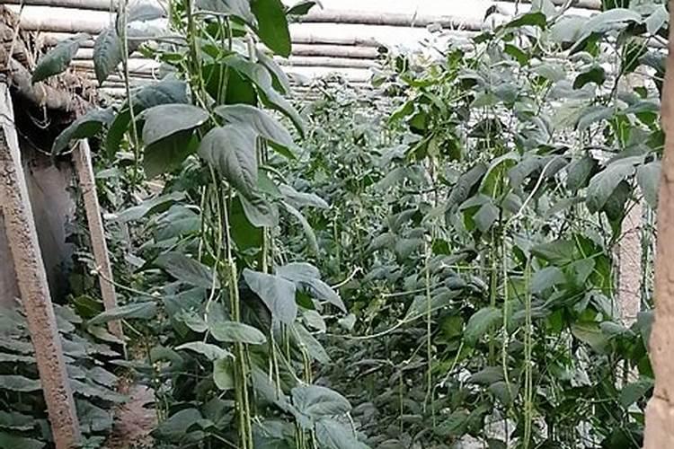 红薯膨大期要合理追肥,怎么追肥好？