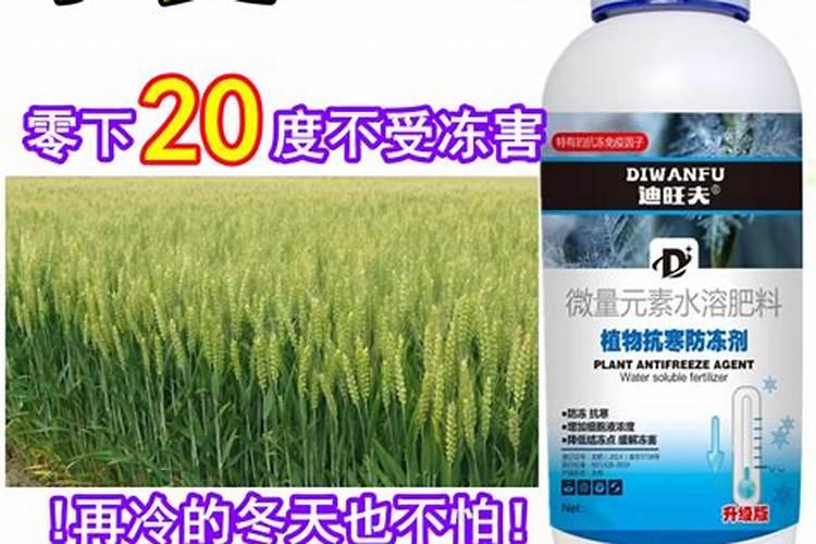 小麦打芸苔素好吗 小麦打芸苔素是否可以