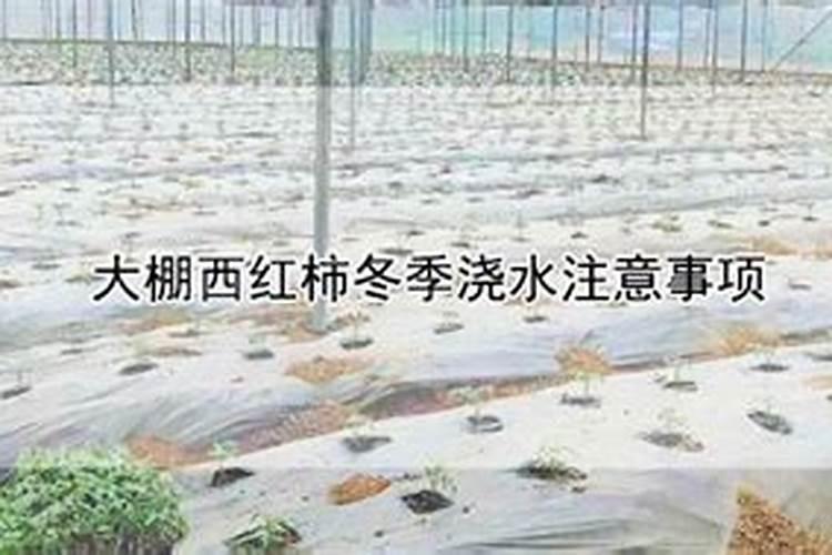 西红柿冬季施肥方法 西红柿冬季怎样施肥