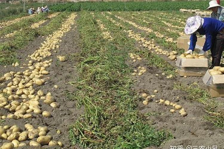 马铃薯喷施叶面肥有什么技巧？