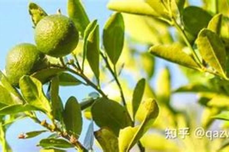 番茄落花落果怎么解决？什么原因造成的呢？