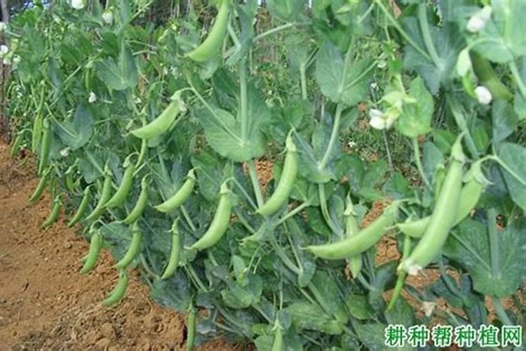 香豌豆的栽种方法