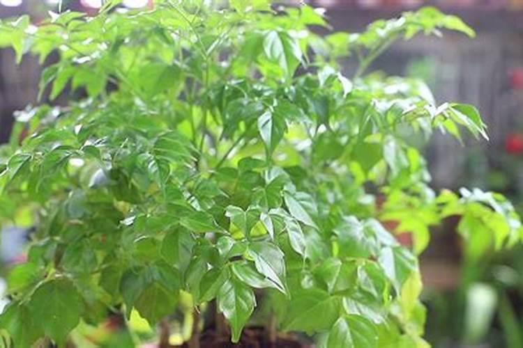 青海佳明草业有限公司怎么样？
