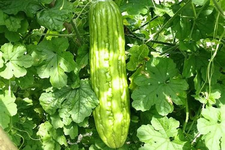 苦瓜如何施肥