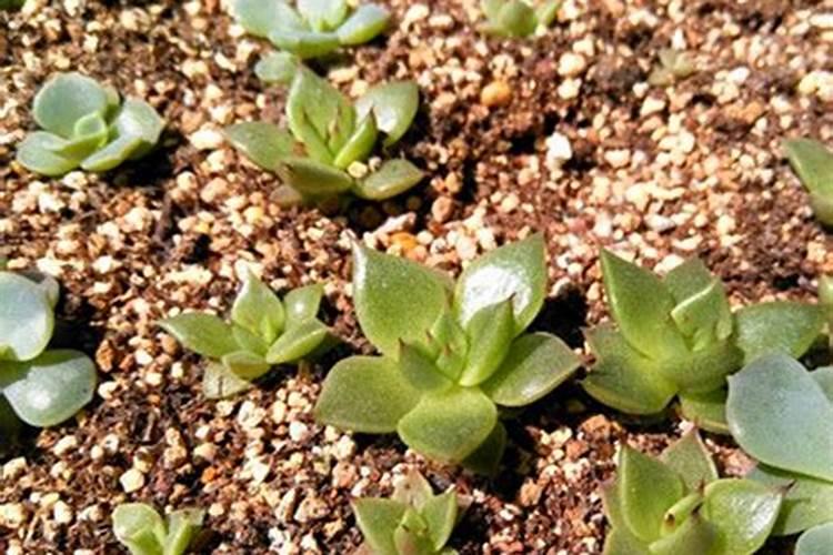 多肉植物用什么肥料比较好